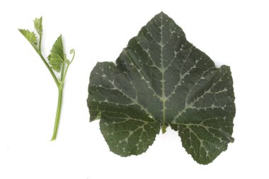 Büyük yapraklı kabak, kabak ağacının hayatı izole 