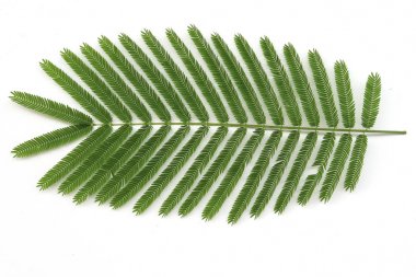 Asya Horsetail - Chaom Akasya, Yaprakları ve chaom dalı , gre