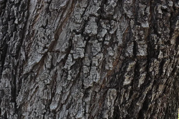 Bark konsistens av Thailand land träd, bark trä textur bakgrunds — Stockfoto