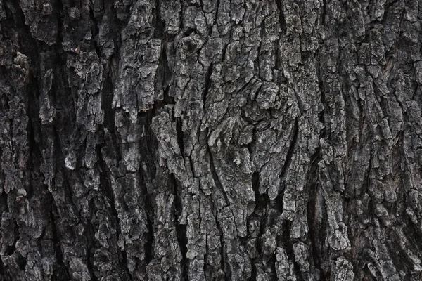 Bark konsistens av Thailand land träd, bark trä textur bakgrunds — Stockfoto