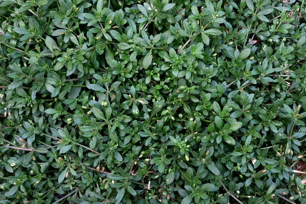 Glinus, Glinus è un genere di piante tropicali e subtropicali — Foto Stock