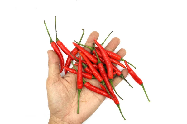Chilies. erkek elleri taze hasat kırmızı sıcak bir avuç tutan — Stok fotoğraf