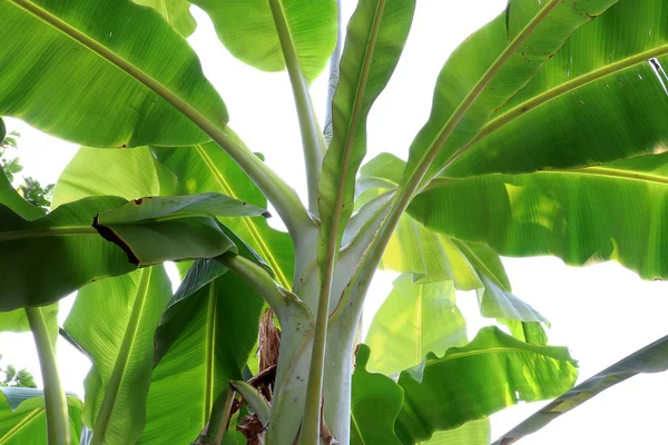 Textura tropical da folha de banana, grande folhagem de palma natural em gree — Fotografia de Stock