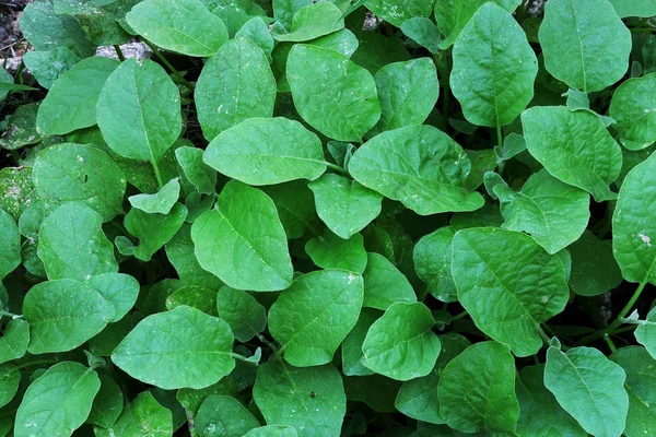 Äggplanta blad, små gröna blad, bildbakgrund. — Stockfoto