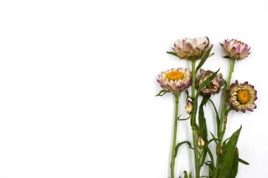 Helichrysum bracteatum o izole güzel çiçekler çiçeklenme