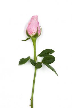 Vintage st beyaz arka plan yumuşak odak pembe gül kapatır