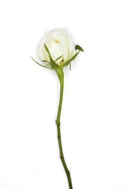 Vintage s beyaz arka plan yumuşak odak beyaz gül kapatır