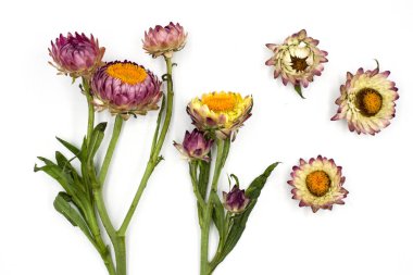 Helichrysum bracteatum blooming the beautiful flowers isolated o clipart
