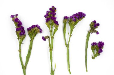 Mor Linonium, yaygın dalgalı deniz lavanta, statik olarak bilinen