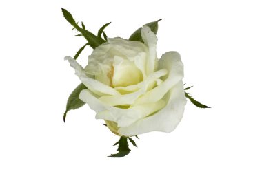 Vintage s beyaz arka plan yumuşak odak beyaz gül kapatır