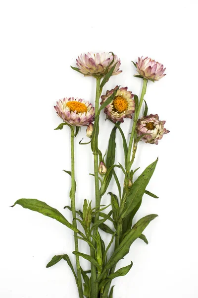 Helichrysum bracteatum o izole güzel çiçekler çiçeklenme