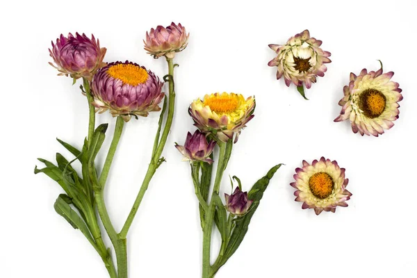 Helichrysum bracteatum floraison des belles fleurs isolées o — Photo