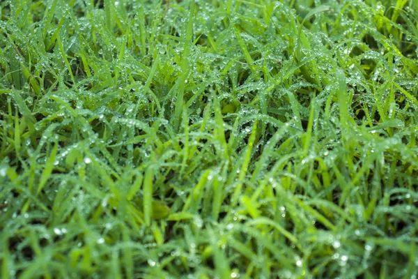 Groen gras met dauw, natuur met Kopieer ruimte met als achtergrond — Stockfoto