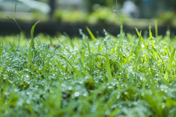 Groen gras met dauw, natuur met Kopieer ruimte met als achtergrond — Stockfoto