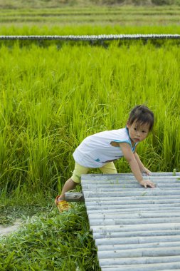 küçük bir çocuk pirinç tarlası yolda yürüyor,