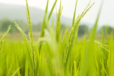 Pirinç alanında Pirinç, Seçim i sadece bazı noktalara odaklanmak