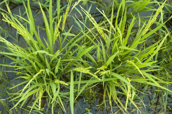 Рис в рисовому полі, виділення фокусується тільки на деяких точках в — стокове фото
