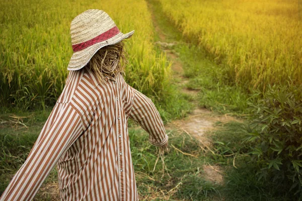 Espantalho no campo de arroz. feito para guardar os campos — Fotografia de Stock