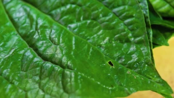 녹색 잎, 샤플로 태국 허브는 태국 음식과 신선한 잎을 먹을 수 있습니다. — 비디오