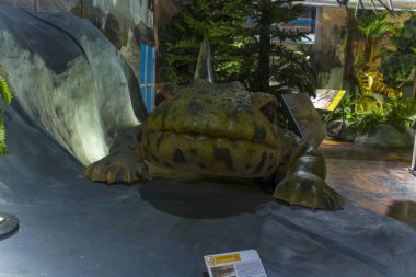 Lampang, Tayland - 10 Eylül 2019: Lampang Fosil Jeolojisi ve Doğa Bilimleri Müzesi'nde Sclerocephalus fosili. Yüksek çözünürlüklü görüntü galerisi.