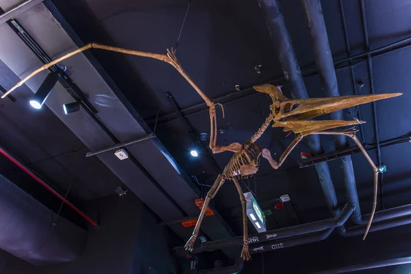 Lampang, Tajlandia-wrz 10, 2019: kopalnych Pteranodon wiszące na suficie w Lampang Fossil Geology i Natural Science Museum. — Zdjęcie stockowe