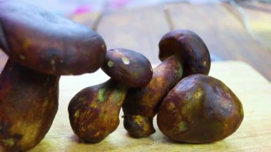 Bolete mantar ahşap masa, Tayland tarihinde dokunun Tao mantar ara. Bilimsel adı Thaeogyroporus porentosus (berk. Et. Broome )