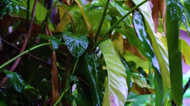 Gotas de lluvia fuerte en las selvas tropicales, lluvia en el jardín de otoño . — Vídeos de Stock