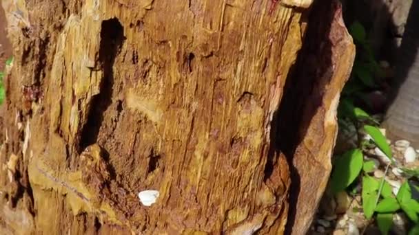 Alberi di pietra, Bosco pietrificato, Legno pietrificato, Galleria vdo ad alta risoluzione . — Video Stock