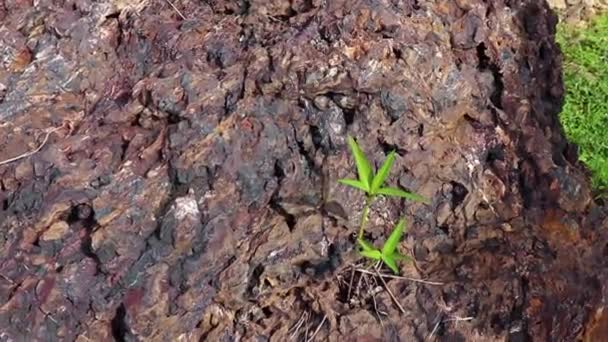 Pedra hematita, superfície de pedra com camadas de hematita e camadas de quartzo. Minério de Ferro, no terreno . — Vídeo de Stock