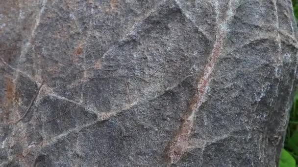 La pietra di diorite è una roccia ignea intrusiva composta principalmente dai minerali silicati feldspato plagioclasio, su terreno . — Video Stock