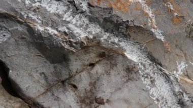 Kireçtaşı zemin alanında bir karbonat tortul kaya.