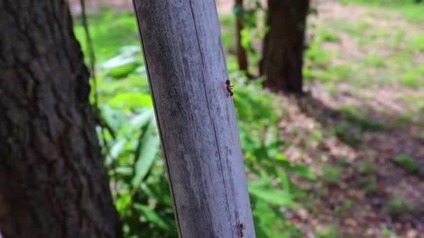 Harmonie červených mraveniště kráčí po bambusu v zahradě. — Stock video