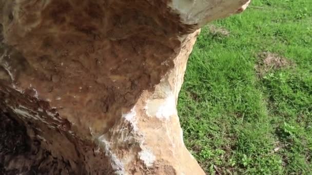 Pierre de marbre est une roche métamorphique composée de minéraux carbonatés recristallisés, sur le terrain .