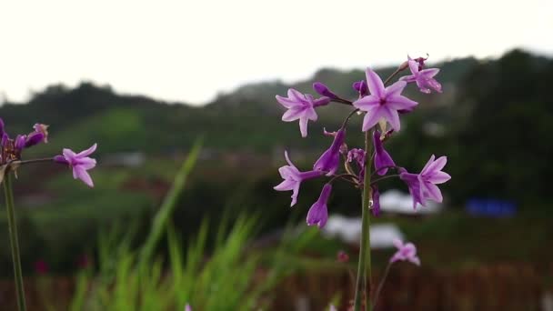 Квіти на передньому плані махають після дощу і дмуть на вітрі з м'яко приглушеним фоновим полем . — стокове відео