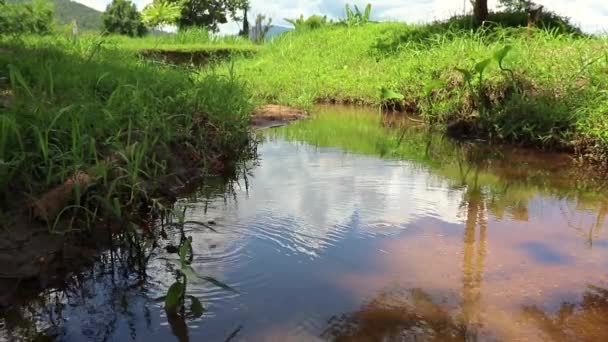 Das Wasser des Waldflusses fließt langsam. Moosbewachsene Bachfelsen. Moosiger Waldfluss mit Blick auf den Fluss. Fluss des Waldflusses. — Stockvideo