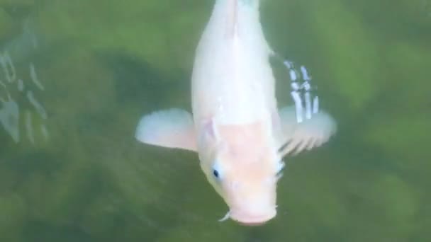 Декоративна Риба Пливе Ставку Камінням Сонячний День — стокове відео