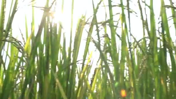 Gros plan du champ de riz vert jaune. Riz déposé au coucher du soleil. Riz classé fond de terre .