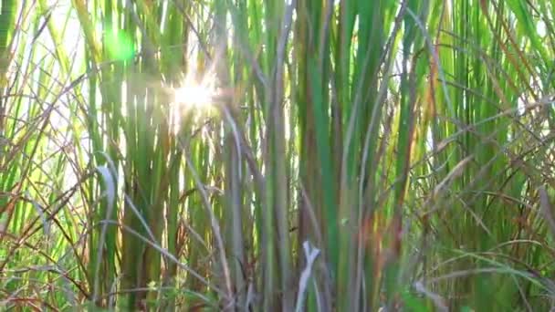 黄绿色稻田的特写。赖斯在日落时分提出。赖斯提交回地. — 图库视频影像