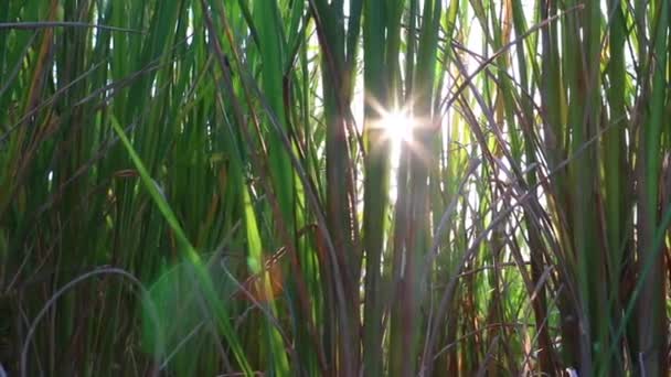 Zbliżenie żółtego zielonego pola ryżowego. Ryż złożony w czasie zachodu słońca. Ryż złożony z powrotem ziemi. — Wideo stockowe