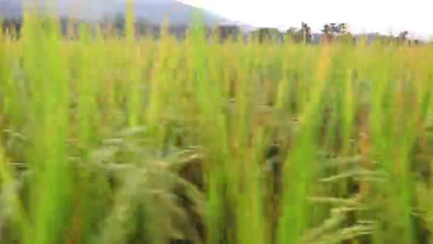 Feche o campo de arroz verde amarelo. Arroz arquivado ao pôr-do-sol. Arroz arquivado em terra . — Vídeo de Stock