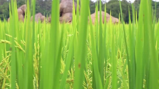 Primo piano della risaia verde gialla. Riso depositato al tramonto. Riso depositato di nuovo terra . — Video Stock