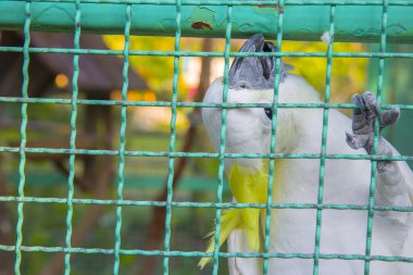 Şirin, parlak gözlü küçük papağan kuşu kafeste..
