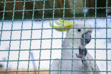 Şirin, parlak gözlü küçük papağan kuşu kafeste..