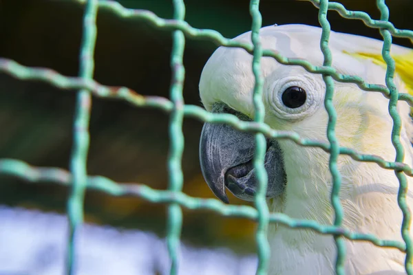 Cute bright eye little parrot bird in cage.