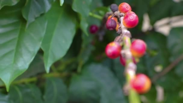 Čerstvé červené kávové zrno pozadí. arabské kávové bobule v organické kávové plantáži. — Stock video