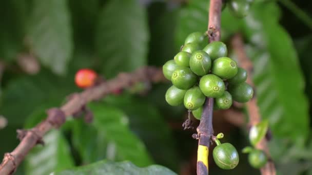 Färska röda kaffebönor bakgrund. arabica kaffebär i ekologisk kaffeplantage. — Stockvideo