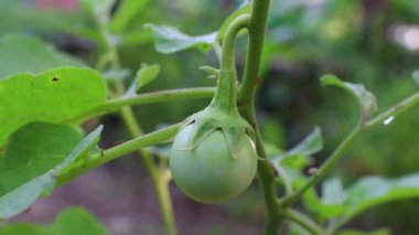 Ağaçta yeşil yaprak ve ağaçta çiçekli Tayland yeşili patlıcan. Doğal, taze, yakın..