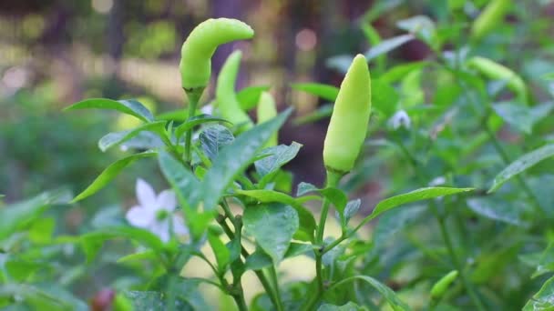 Chili sporen peper, Capsiums Chillics Paprika Tabasco peper Cayenne Chili Thaise draak Chili Spur Long cayenne. — Stockvideo