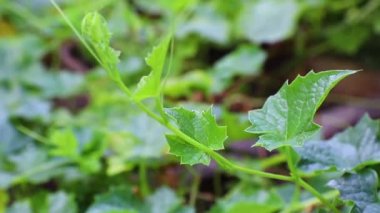 Yakın plan Bitter kabağı, Bitter kavunu (Momordica charantia L.) tarladaki ağaçta.