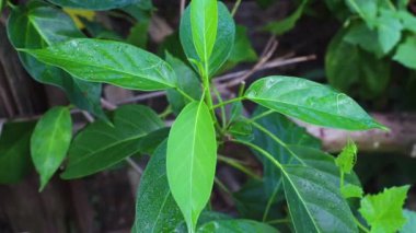 Gymnema sylvestre (Bilimsel adı: Gymnema inodorum (Lour). Decne.) Diyabet için uyuşturucu tedavisi